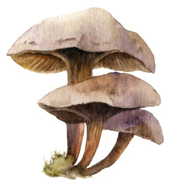 Beyaz bir arka plan üzerinde izole suluboya resim bir grup mantarlar el boyalı