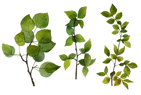 Set Boomtakken Met Groene Bladeren Hand Geschilderd Aquarel Een Witte — Stockfoto