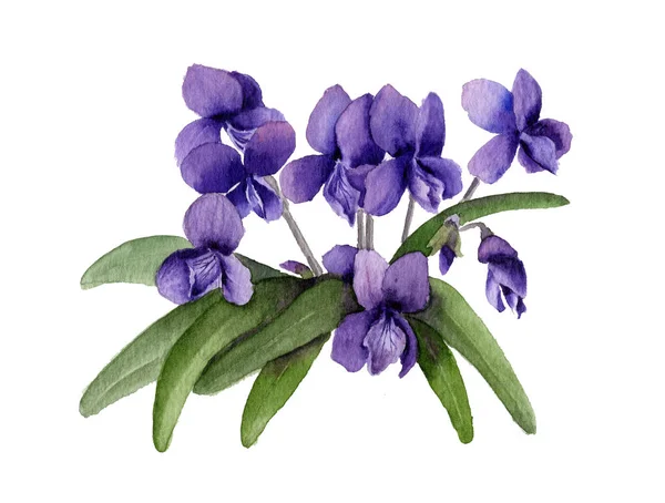 Picture Purple Flowers Dog Violet Hand Painted Watercolor White Background — Stock Photo, Image
