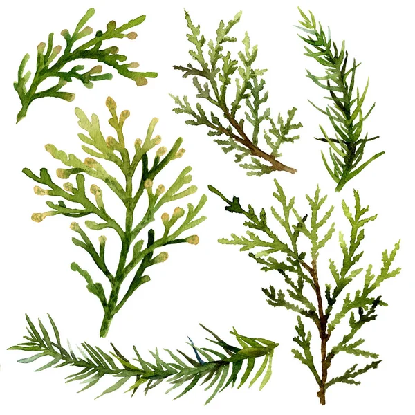 Set Aus Grünen Wacholder Und Thuja Blättern Handgezeichnet Aquarell Isoliert — Stockfoto