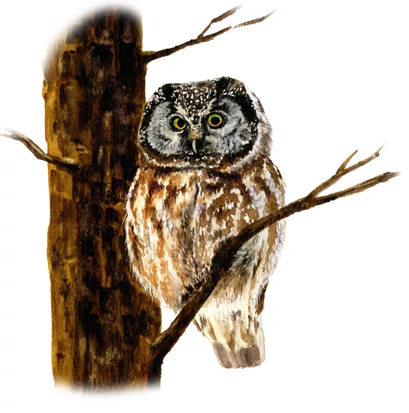 Picture Owl Tree Hand Painted Watercolor Isolated White Background — Stock Photo, Image