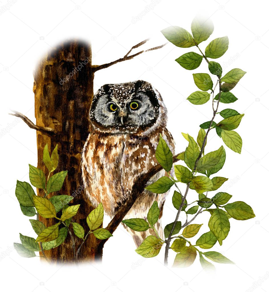 Picture of an owl on a tree among the leaves hand painted in watercolor isolated on a white background.