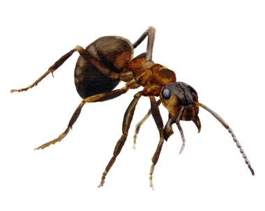 Beyaz bir arka plan üzerinde izole suluboya resim karınca el boyalı