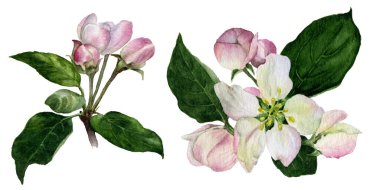 elma çiçekler ve yeşil tomurcukları beyaz arka plan üzerinde izole suluboya boyalı el bırakır