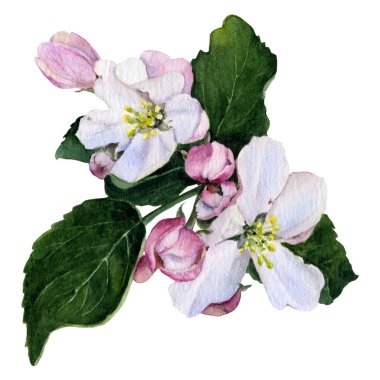 Resmi apple çiçek ve yeşil tomurcukları beyaz arka plan üzerinde izole suluboya boyalı el bırakır