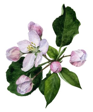 Resmi apple çiçek ve yeşil tomurcukları beyaz arka plan üzerinde izole suluboya boyalı el bırakır