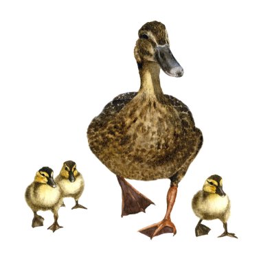 Beyaz arka plan üzerinde izole suluboya resim kabarık ducklings el ile ördek boyalı