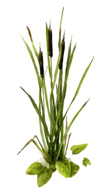 Beyaz arka plan üzerinde izole suluboya resim bir nehir bitki örtüsü (reed mace, baston, Nilüfer) el boyalı