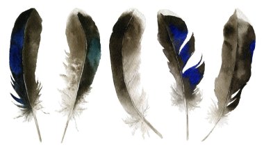 Ördek ve drake tüyler el Beyaz arka plan üzerinde izole suluboya boyalı kümesi