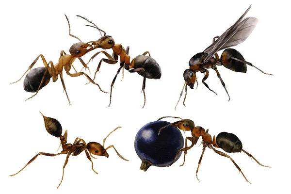 Ameisengruppe Handbemalt Aquarell Isoliert Auf Weißem Hintergrund — Stockfoto