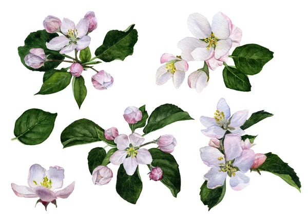 Set Apple Flowers Buds Green Leaves Hand Painted Watercolor Isolated — Stock Photo, Image