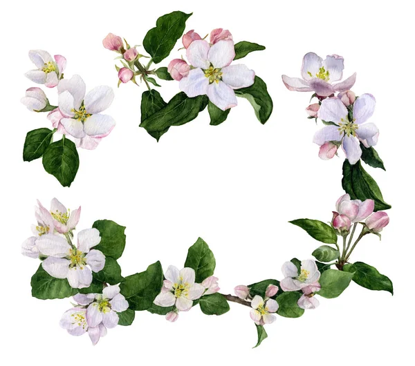 Rama Apple Kwiaty Pąki Zielone Liście Ręcznie Malowane Akwarela Białym — Zdjęcie stockowe
