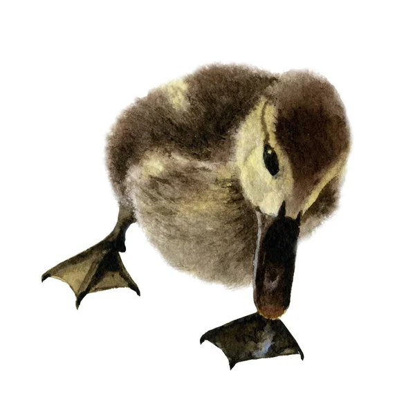 Beyaz Arka Plan Üzerinde Izole Suluboya Resim Biraz Kabarık Ördek — Stok fotoğraf