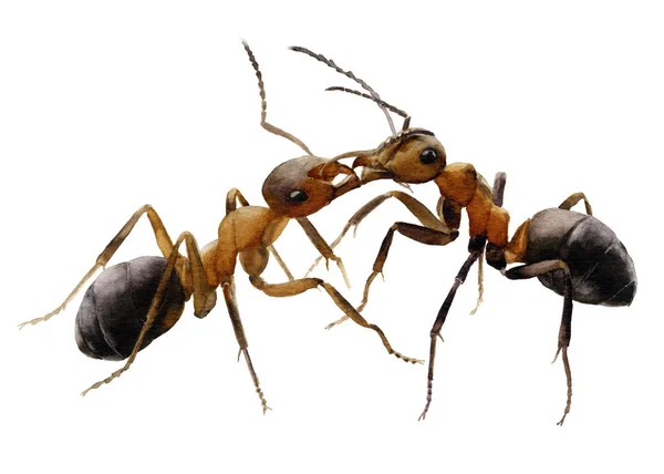 Bild Von Zwei Handgemalten Ameisen Aquarell Isoliert Auf Weißem Hintergrund — Stockfoto