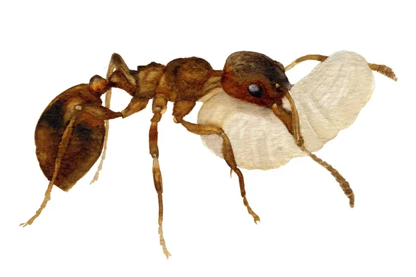 Obrázek Mravenec Nesoucí Vajíčko Ručně Malované Akvarel Izolovaných Bílém Pozadí — Stock fotografie