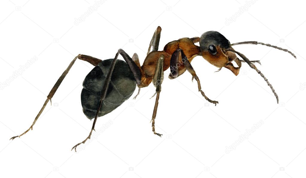 Picture of the ant hand painted in watercolor isolated on a white background