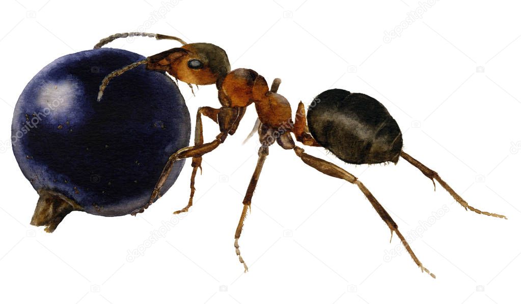 Picture of the ant with a berry hand painted in watercolor isolated on a white background