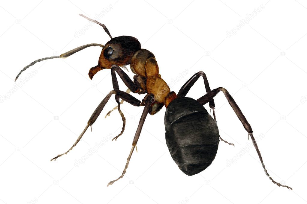 Picture of the ant hand painted in watercolor isolated on a white background