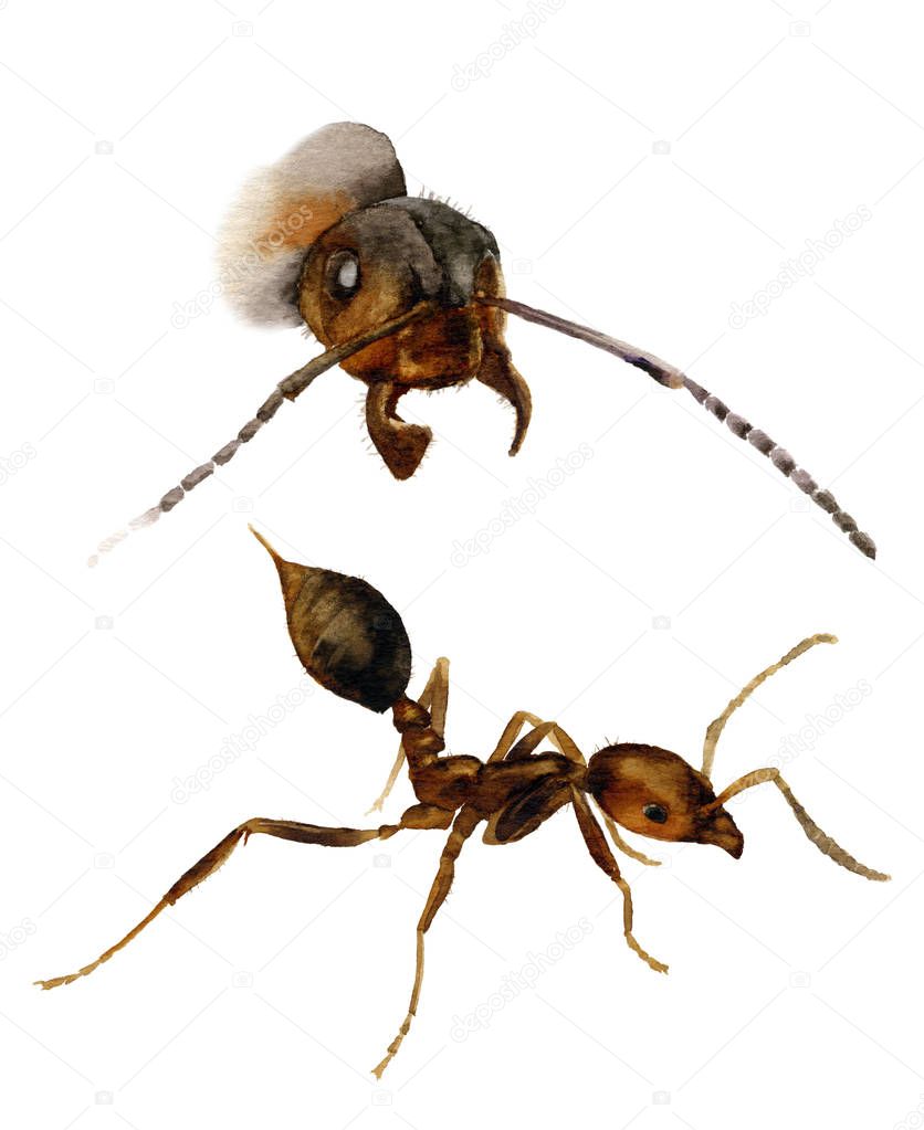 set of the ant and the ant's head hand painted in watercolor isolated on a white background