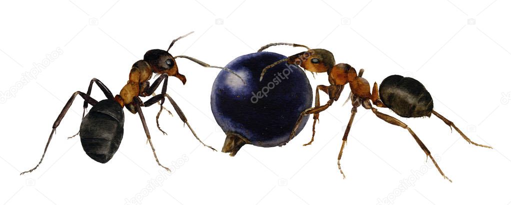 Picture of ants with a berry hand painted in watercolor isolated on a white background