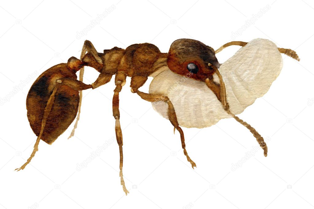 Picture of the ant carrying egg hand painted in watercolor isolated on a white background