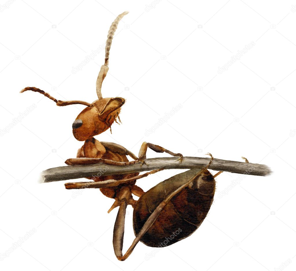 Picture of the ant on a twig hand painted in watercolor isolated on a white background 