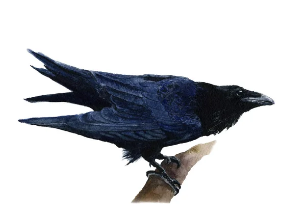 black raven on branch watercolor illustration