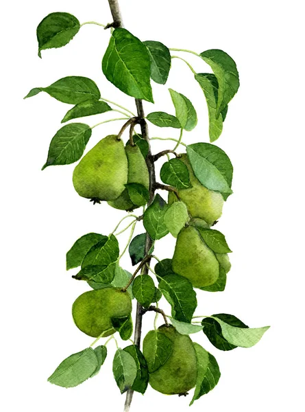 Pear Gren Hand Målade Akvarell — Stockfoto