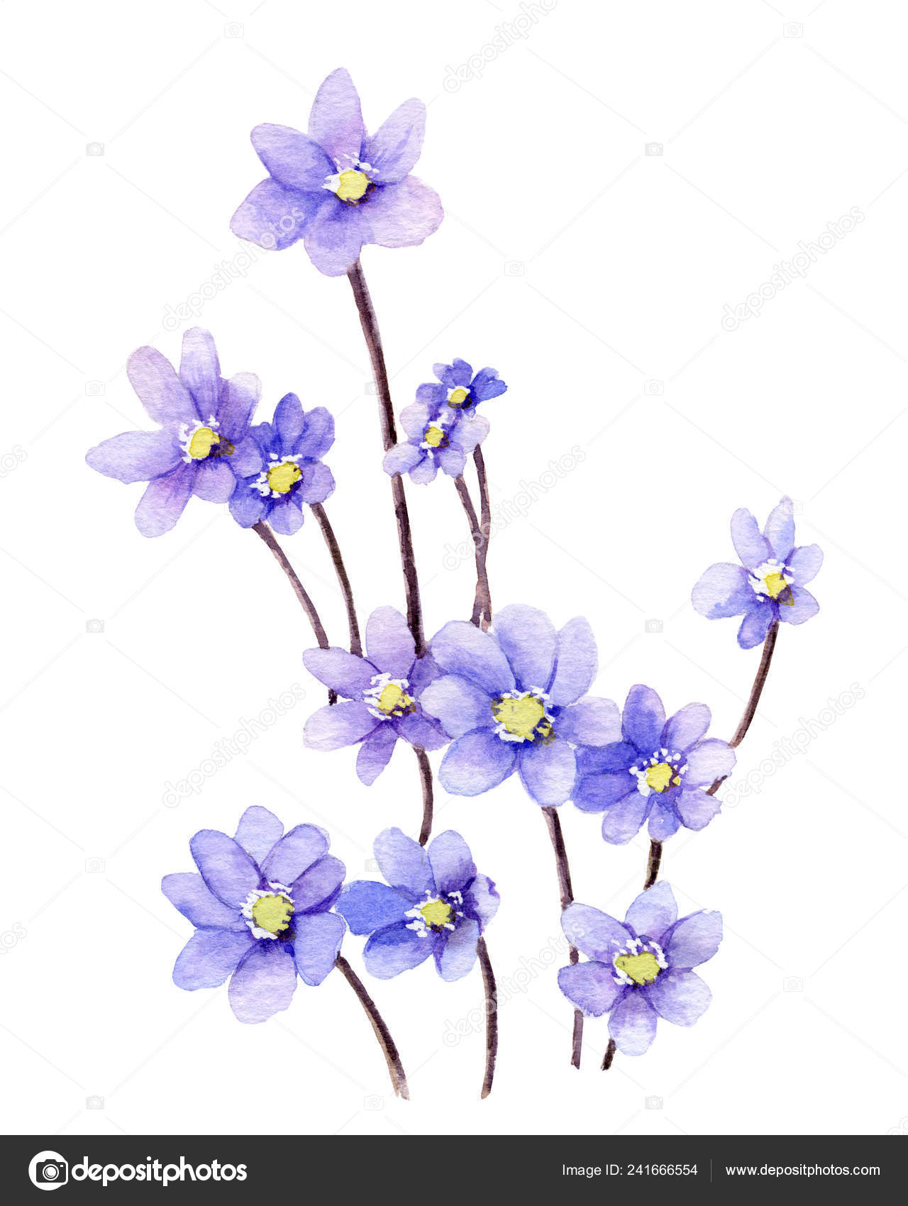 Picture Light Blue Flowers Hepatic Flowers Hand Painted Watercolor Stock Photo Image By C Tanafortuna 241666554