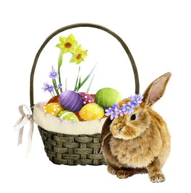 Paskalya tavşanı bir çelenk ve dekoratif bir sepet beyaz bir arka plan üzerinde izole suluboya çizilmiş renkli Paskalya yumurta, mavi çiçekler ve narcissi el ile