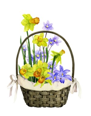 Renkli çuha çiçeği çiçek ile dekoratif sepet: nergis (sarı narcissi), bluebells ve ışık mavi çiçekler el Beyaz bir arka plan üzerinde izole suluboya çekilmiş. 