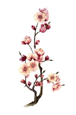 Picture of a blossomy plum-tree branch hand painted in watercolor isolated on the white background. The symbol of spring, new life, hope and nature's awakening clipart
