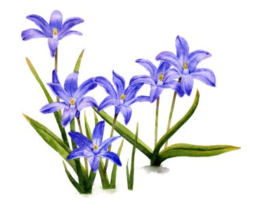 Koyu mavi çiçekler (bluebells) el resmini suluboya içinde boyalı. Bahar ve doğanın uyanış sembolü. 