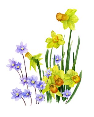Trompet daffodills (sarı narcissi) resmi ve açık mavi çiçek (hepatik çiçek) el boyalı suluboya içinde. Bahar ve doğanın uyanış sembolü.