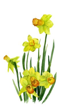Trompet daffodills (sarı narcissi) el resmini suluboya içinde boyalı. Bahar ve doğanın uyanış sembolü. 