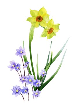 Trompet daffodill (sarı nergis) resmi ve açık mavi çiçek (hepatik çiçek) el boyalı suluboya içinde. Bahar ve doğanın uyanış sembolü. 