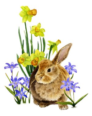 Beyaz bir arka plan üzerinde izole suluboya çizilmiş çiçek (blubells ve sarı narcissi) el arasında şirin tüylü tavşan. Tebrik kartları, davetiyeler için idealdir