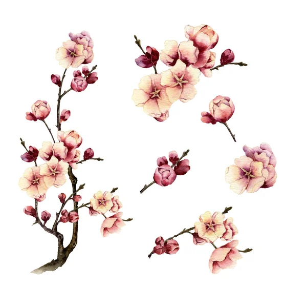 Set Blossomy Plum Tree Hand Painted Watercolor Isolated White Background — Stock Photo, Image