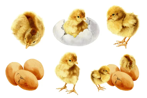Set Fluffy Chickens Cracked Eggs Hand Painted Watercolor Isolated White — Stock Photo, Image