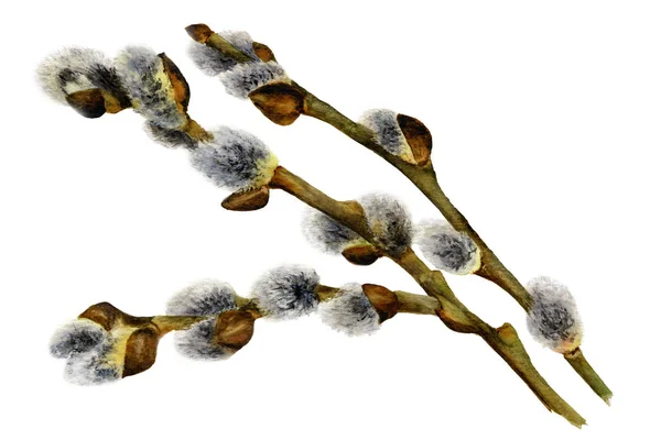 Foto Van Een Willow Branch Hand Geschilderd Aquarel Het Symbool — Stockfoto