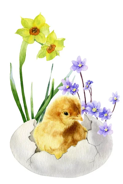 Picture Fluffy Chicken Cracked Egg Narcissus Light Blue Flowers Hepaticas — Stock Photo, Image