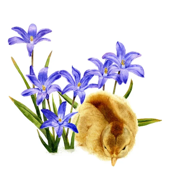 Immagine Pollo Soffice Che Giace Vicino Fiori Blu Scuro Bluebell — Foto Stock