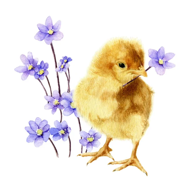 Açık Mavi Çiçek Hepatik Çiçek Ile Kabarık Bir Tavuk Resmi — Stok fotoğraf