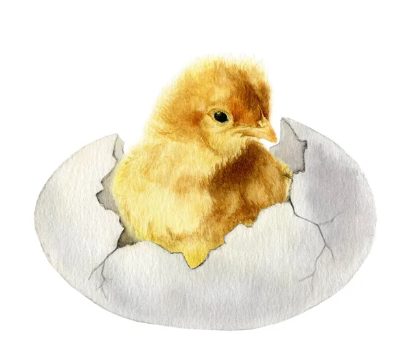 一只毛茸茸的鸡的图片在裂开的鸡蛋手画水彩画 — 图库照片