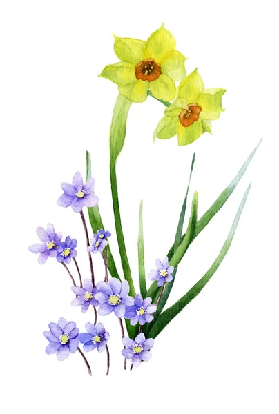 Trompet daffodill (sarı nergis) resmi ve açık mavi çiçek (hepatik çiçek) el boyalı suluboya içinde. Bahar ve doğanın uyanış sembolü. 