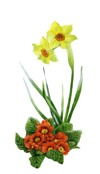 Bild Trumpet Daffodill Gula Narcissus Och Röda Primula Hand Målade — Stockfoto