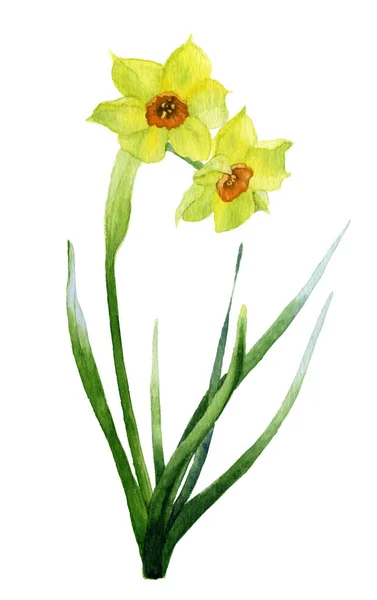 Bild Trumpet Daffodill Gula Narcissus Hand Målade Akvarell Symbol För — Stockfoto