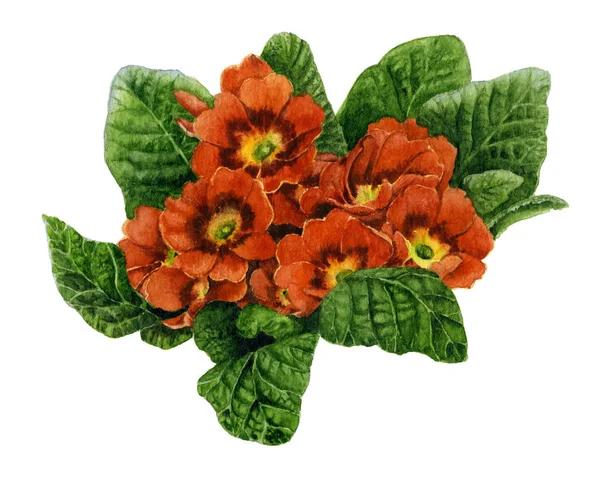 Picture Red Primula Hand Painted Watercolor — Stock Photo, Image