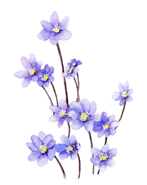 Obrázek Světle Modré Květy Jaterní Květy Ručně Malované Akvarel — Stock fotografie