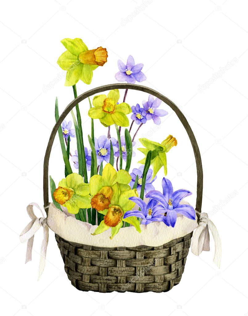 Decorative basket with colorful primrose flowers: daffodils (yellow narcissi), bluebells and light blue flowers hand drawn in watercolor isolated on a white background. 